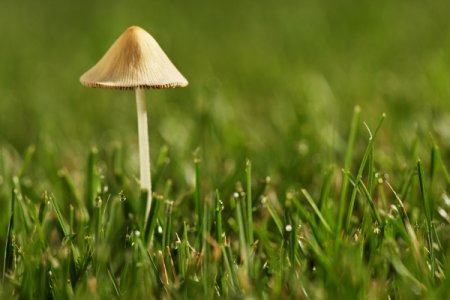 Gljive u vrtu: Dobro ili loše?