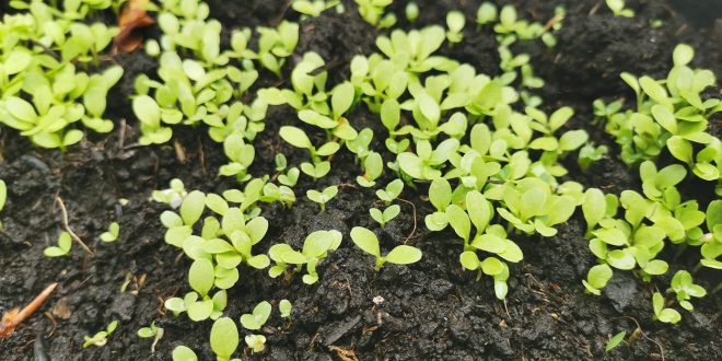 Kako saditi povrće – početnička edicija