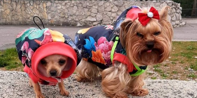 Novi modni brend za kućne ljubimce Sweet Clothes 4 Dogs