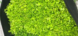Zelena salata i kako je uzgojiti ?