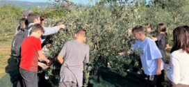 Branjem maslina u Istri završen ovogodišnji projekt “UPOZNAJ HRVATSKU – DAROVI ZEMLJE”