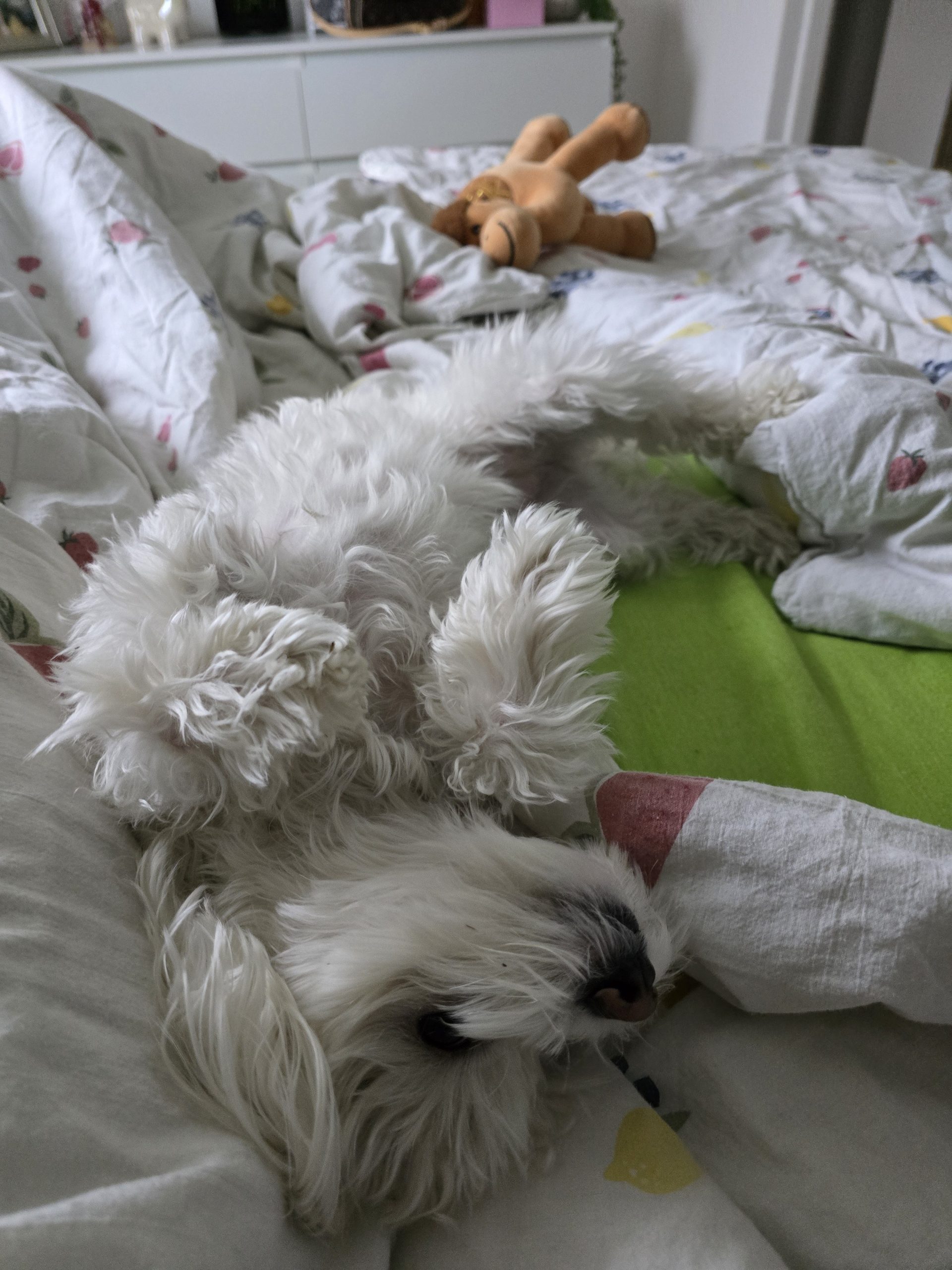 Pas kao član obitelji!