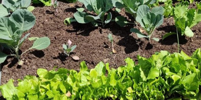 Uzbudljiva priprema vrtova za sađenje povrća bez pesticida