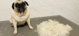 Zdravlje pasa i važnost redovitog uklanjanja viška dlaka