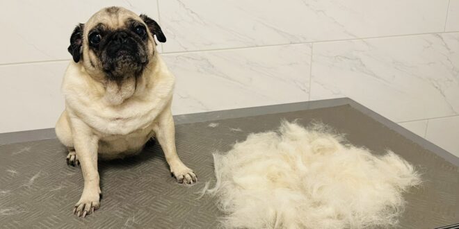 Zdravlje pasa i važnost redovitog uklanjanja viška dlaka