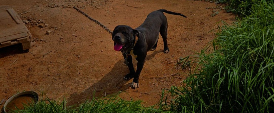 Kriminal i horor sa psima za borbe u središtu Splita