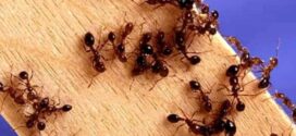 Kako se riješiti mrava u stanovima i kući: Savjeti za učinkovito suzbijanje invazije