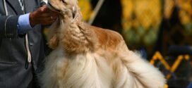 Povodom održavanja Svjetske izložbe pasa u Hrvatskoj, i sami uzgajivači upozoravaju na patnju pasa