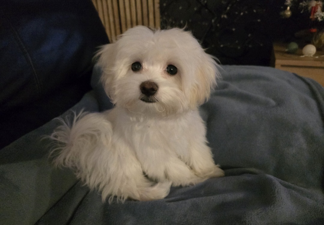 Kupanje štenaca: Kada se preporučuje i što trebate znati?