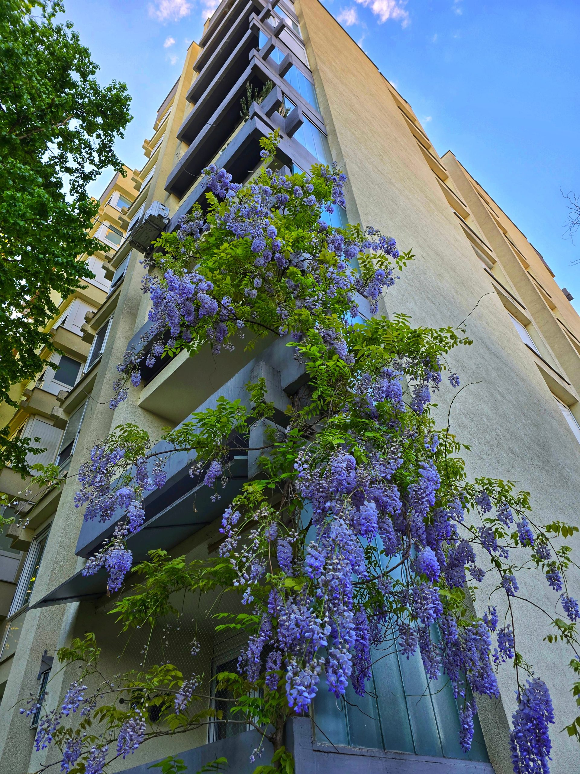 Kolumna: Ljepota koja osvaja fasade i prolaznike