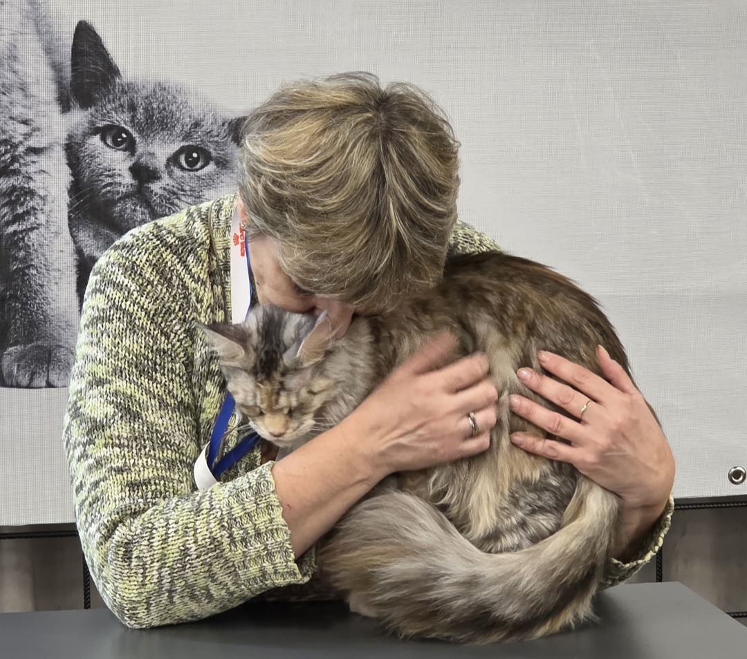 Zagreb domaćin velikog mačjeg spektakla: Na WCF Jubilee Cat Show stiže čak 25 pasmina